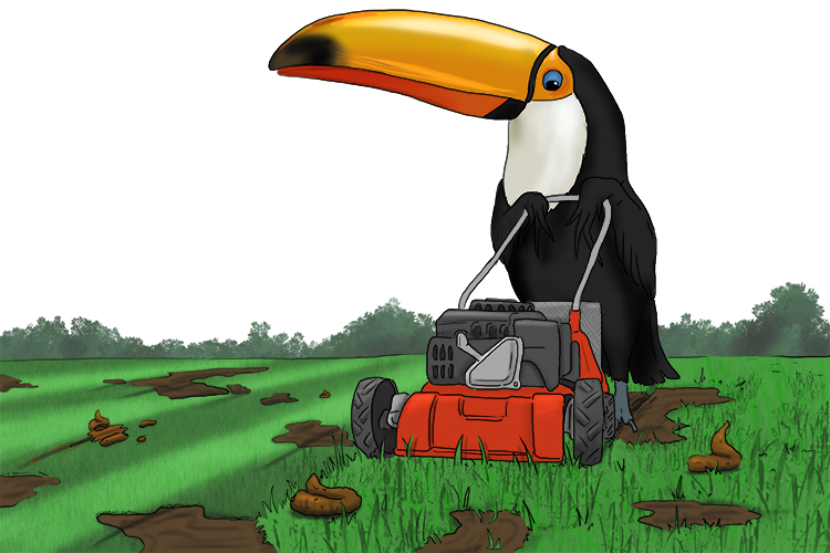The one who mows also has a giant beak (Mozambique) and she mows over mud and poo too (Maputo).
